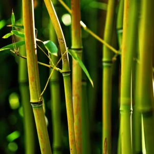 Green Bamboo