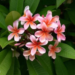 Plumeria