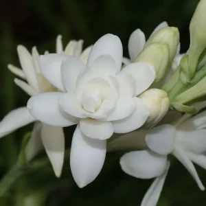 Tuberose (Nardo)